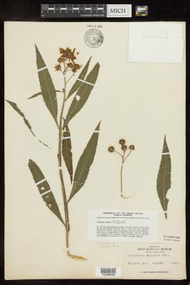 Yellow ironweed