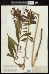 Ironweed