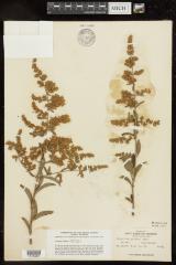 Waxleaf privet