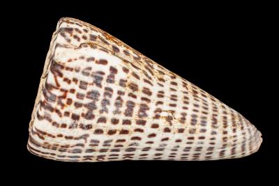 Conus shell