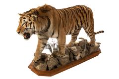 Siberian Tiger (mount)
