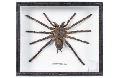 Bird-Eating Tarantula