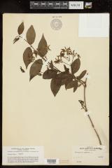 Silkvine