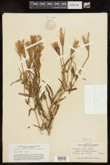 Smaller Fringed Gentian