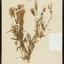 Smaller Fringed Gentian