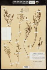 American false pennyroyal