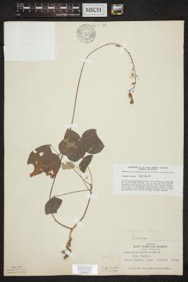Naked-flowered tick trefoil