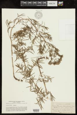 Pycnanthemum linifolium