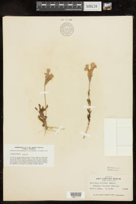 Stemless gentian