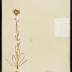 Gilia densifolia