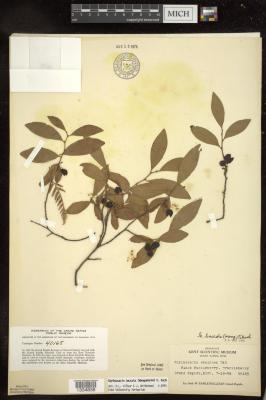 Black huckleberry