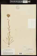 Gilia densifolia