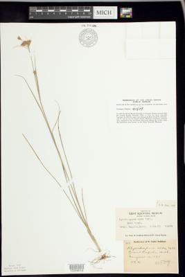 White beakrush