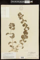 White horehound
