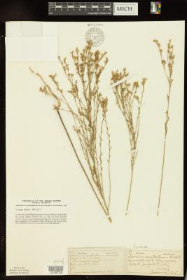 Yellow flax