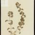 White horehound