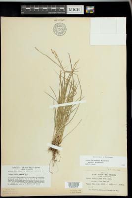 Brome - like sedge