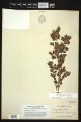 Whitestem gooseberry