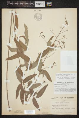 Panicled-leaf tickrefoil