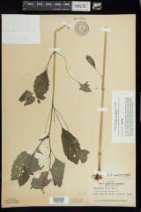 Jewelweed