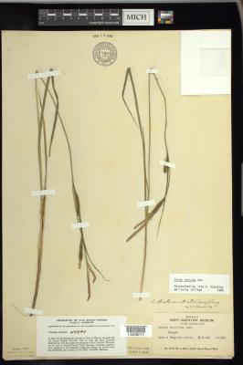 Upright sedge