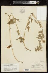 Wild basil