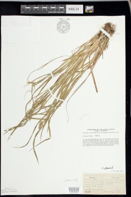 Yellow-green sedge