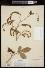 Mountain fetterbush