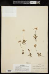Northern primrose