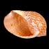 Mollusk Shell, Tonna Perdix