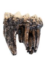 Fossil Outreach Kit