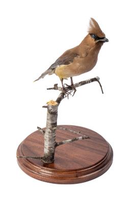 Cedar Waxwing (mount)