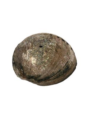 Abalone 