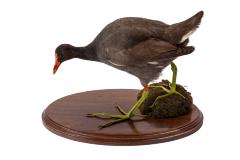 Common Gallinule (mount)