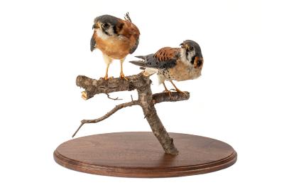 American Kestrel (mount)