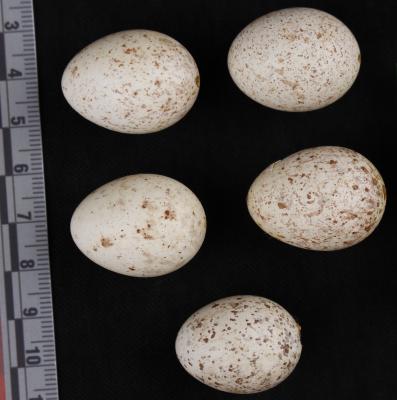 Eastern Meadowlark (eggs)