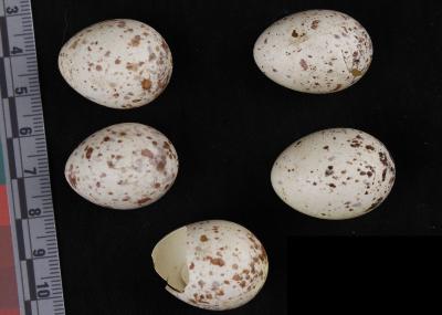 Eastern Meadowlark (eggs)