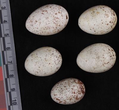Eastern Meadowlark (eggs)