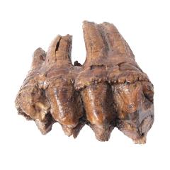 Fossils