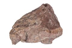 Stromatolite 
