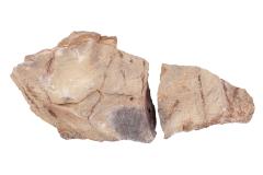 Stromatolite