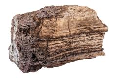 Stromatolite 