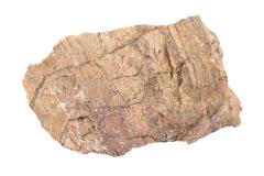 Stromatolite