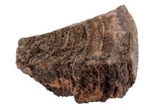 Stromatolite