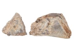 Stromatolite