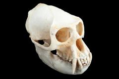 Black & White Colobus (skull) 