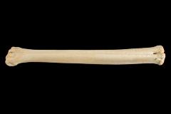 South African Giraffe (metatarsal)