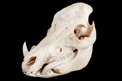 Pygmy Hog (skull)