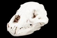Black Bear (skull)