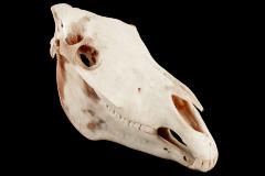 Plains Zebra (skull) 